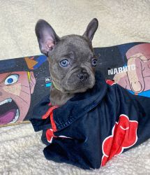Hidden Frenchies of Detroit LLC has 2 blue French bulldog available!!