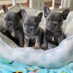 Amazing and Healthy French bulldog puppies