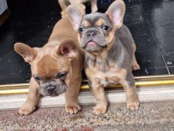 French Bulldog cute babies