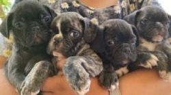 frugs frenchies mixed pugs