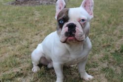 Adorable Blue-Eyed French Bulldog