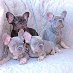 Healthy Gorgeous French Bulldog Puppies
