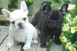 Well Trained French Bulldog Puppies