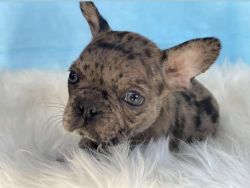 French Bulldog male 9 weeks old