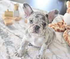 French Bulldog Puppies Available Now