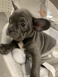 Charming xx French Bulldogs now