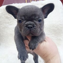 Affectionate Blue French Bulldog Puppies