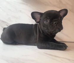 Perfect X French Bulldogs now