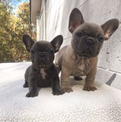 Blue and Fawn French Bulldog puppies