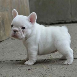 Male And Female French Bulldog Puppy.
