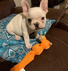 Lovely French bulldog for sale