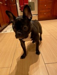 11 month Female pur breed French Bulldog