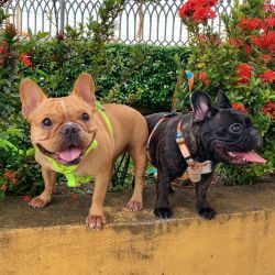 French bulldog available buy now