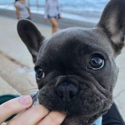 Little Decxy is a blue brindle French bulldog. He is a stocky littl