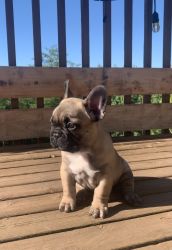 French Bulldog puppy for sale!!