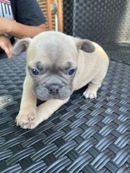 4 Frenchie Puppies