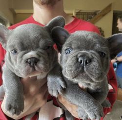 2 Blue French Bulldog Puppies