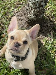 7 months old French Bulldog