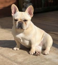 For sale French Bulldog