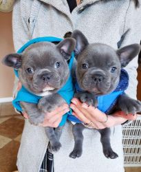 Blue French Bulldog puppies