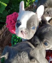 French bulldog puppies for sale contact us