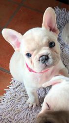 French bulldog puppies ready to Go !