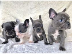 Excellent Blue French Bulldog Pups