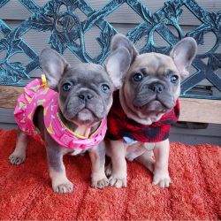 cutes French bulldog puppies for adoption