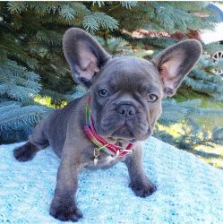 French bulldog puppies for sales