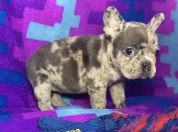 For sale Exotic frenchies