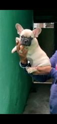 Frenchie bull dog male 8 weeks old