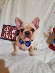 8 wk old Frenchie puppies looking for new couches to snuggle on