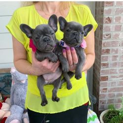 Beautiful French bulldog puppies for sales