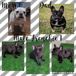 2 male frenchie