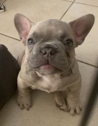 Available Frenchies