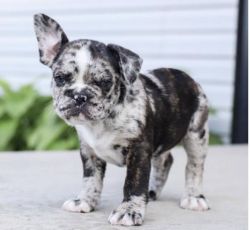 French Bulldog mix for sale!