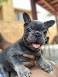 Available Frenchie