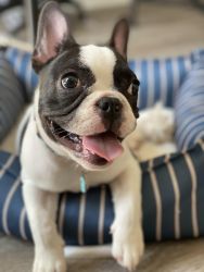 5 Month Old Frenchie