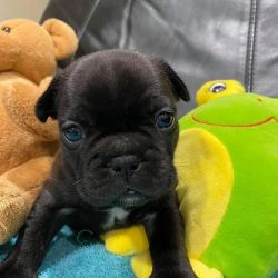 Family bred french bulldog puppies