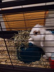 Lop bunny litter trained and cuddly for sale