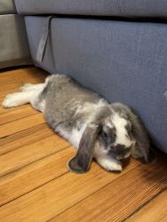 Super sweet bunny for sale