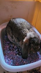 French Lop Bunny for sale