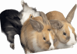 Very cute rabbits