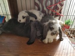 French Lop babies