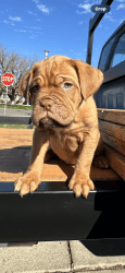 Eight week old French mastiff puppies