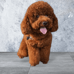 FRENCH POODLE CHOCOLATE