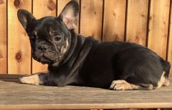 Lovely Kc Fawn Male French Bulldog Puppy