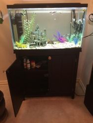 Fish Tanks-10 Gallon-w/ Rocks, Plants, Fish