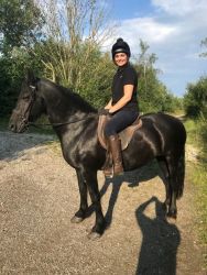 Energetic Friesian Horse Available
