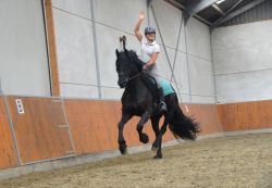 AMAZING AND ENERGETIC FRIESIANT HORSE FOR SALE..